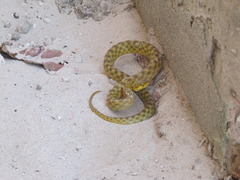 Small