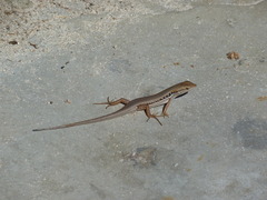 Small
