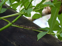 Small