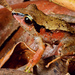 Big-headed Frogs and Robber Frogs - Photo (c) João P. Burini, all rights reserved