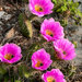 Ladyfinger Cactus - Photo (c) Arnulfo Moreno, all rights reserved, uploaded by Arnulfo Moreno