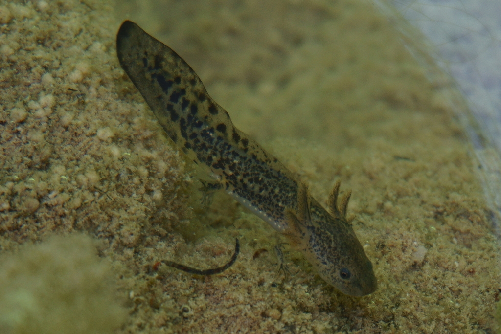 Mexican Tiger Salamander from San Luis S L P México on May 30 2020