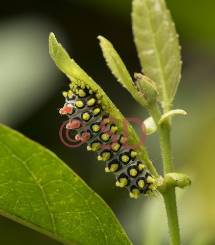 Drury S Jewel Common Caterpillars Of Hong Kong Inaturalist