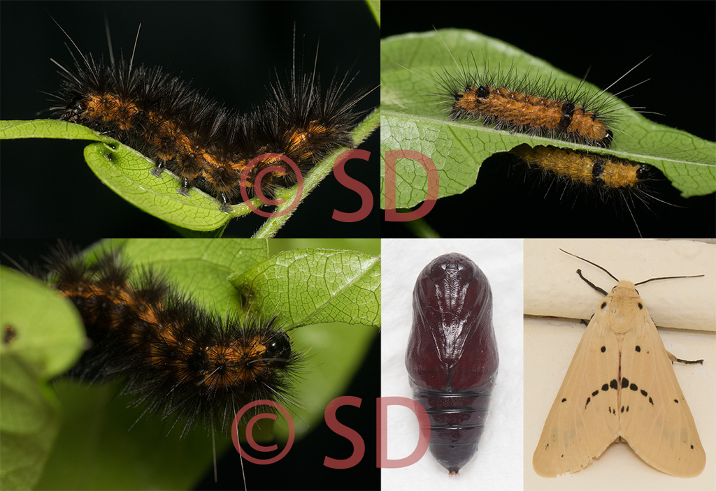 Spilarctia Subcarnea Common Caterpillars Of Hong Kong INaturalist