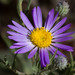 Alkali Marsh Aster - Photo (c) BJ Stacey, all rights reserved