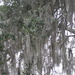 Square