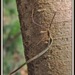 Ariamnes cylindrogaster - Photo (c) 江仲民, all rights reserved, uploaded by 江仲民