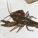 Big Water Crayfish - Photo (c) Owen Lockhart, all rights reserved, uploaded by Owen Lockhart