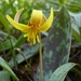 Erythronium americanum - Photo (c) fm5050, כל הזכויות שמורות, uploaded by fm5050