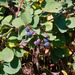 Black Huckleberry - Photo (c) jay, all rights reserved