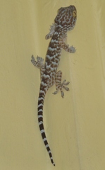 iNaturalist.org · Reptiles of the Philippines's Check List