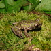Adler's Mottled Tree Frog - Photo (c) Uri Garcia, all rights reserved, uploaded by Uri Garcia