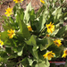 Carey's Balsamroot - Photo (c) Rich Leighton, all rights reserved, uploaded by Rich Leighton