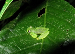 Small