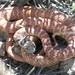 Red Coachwhip - Photo (c) Patrick McIntyre, all rights reserved, uploaded by Patrick McIntyre