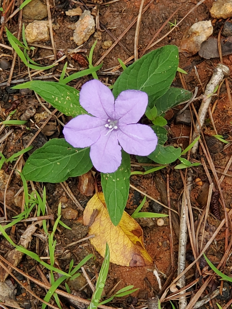 Carolina Ruellia From Georgia 31037 USA On June 25 2020 At 10 45 AM