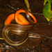 Adorned Graceful Brown Snake - Photo (c) J.P. Lawrence, all rights reserved