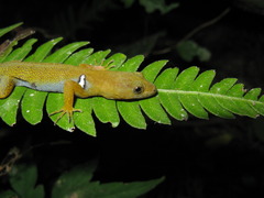 Small
