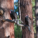Square