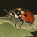 Casey's Lady Beetle - Photo (c) Brad Smith, all rights reserved