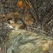 Rata Canguro de Baja California - Photo (c) BJ Stacey, todos los derechos reservados