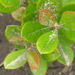 Square