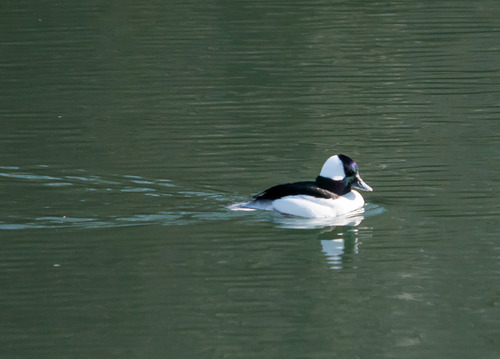 Medium