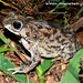 Rivero's Toad - Photo (c) Elson Meneses Pelayo, all rights reserved, uploaded by Elson Meneses Pelayo