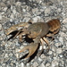Digger Crayfish - Photo (c) Tony Gerard, all rights reserved, uploaded by Tony Gerard