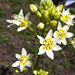 Common Star Lily - Photo (c) invertboy, all rights reserved, uploaded by Chris Brown