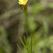 Threadleaf Evening Primrose - Photo (c) Layla, all rights reserved, uploaded by Layla