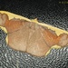 Plutodes costatus - Photo (c) Roger C. Kendrick, todos los derechos reservados