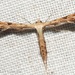 Sri Lanka Plume Moth - Photo (c) Roger C. Kendrick, all rights reserved