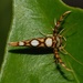 Gelechioidea - Photo (c) Roger C. Kendrick, todos os direitos reservados
