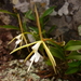 Epidendrum nocturnum - Photo (c) Rodolph Delfino Sartin, todos los derechos reservados, uploaded by Rodolph Delfino Sartin