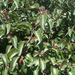 Square