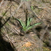 Square