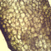 Square