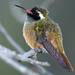 Xantus's Hummingbird - Photo (c) Victor H Luja, all rights reserved