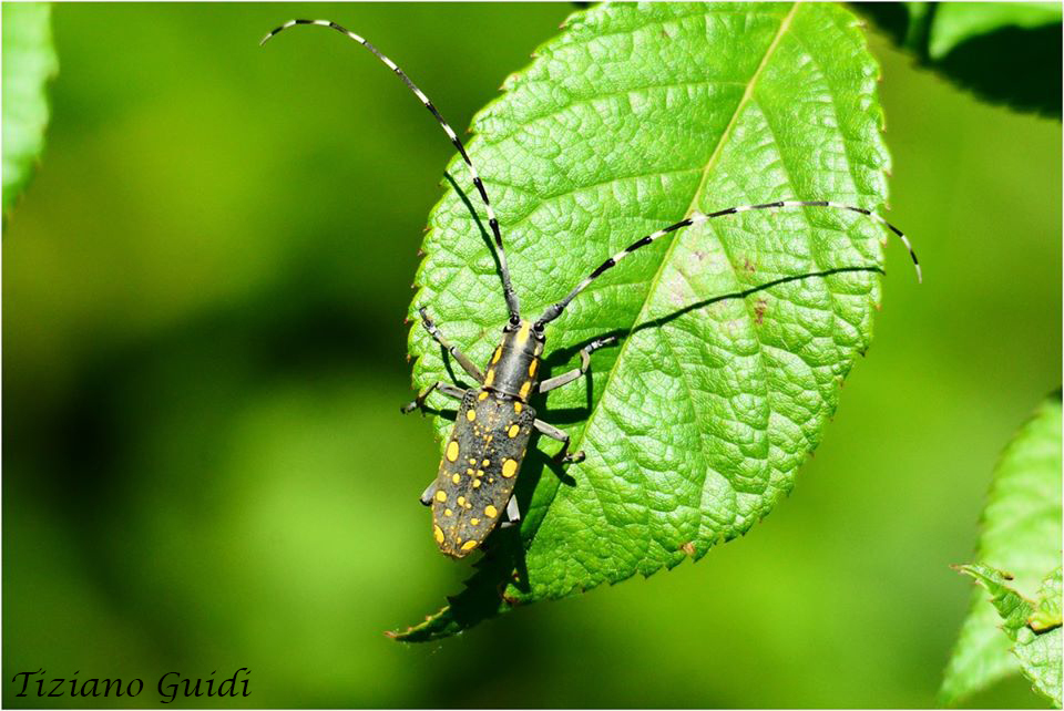 Yellow spotted Longicorn Beetle from Città Metropolitana di Milano