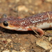 Bay Lycian Salamander - Photo (c) Karim Chouchane, all rights reserved, uploaded by Karim Chouchane