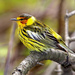 Cape May Warbler - Photo (c) Irv, all rights reserved