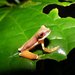Duellmanohyla rufioculis - Photo (c) víctoracosta, all rights reserved