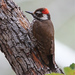 Arizona Woodpecker - Photo (c) Irv, all rights reserved