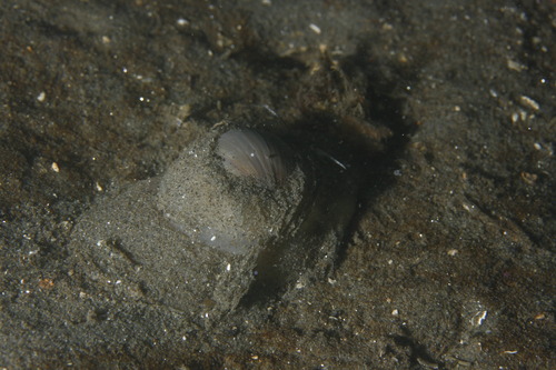 Medium