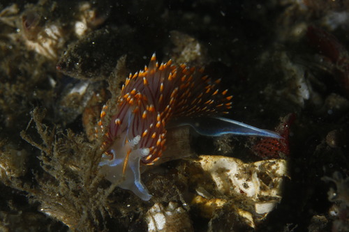 Medium