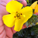 Camissoniopsis - Photo (c) invertboy, todos los derechos reservados, uploaded by Chris Brown