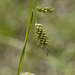 Cherokee Sedge - Photo (c) Layla, all rights reserved, uploaded by Layla Dishman