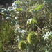 Square