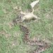 South American Hognose Snake - Photo (c) maubecin, all rights reserved
